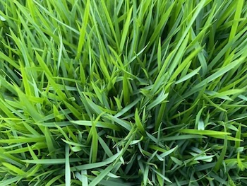 Brazos_close-up_copy.jpg
