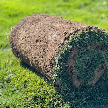 Lobo Zoysiagrass sod Roll