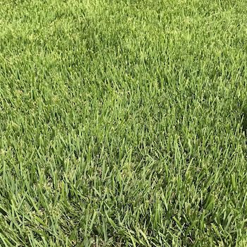 Lobo Zoysiagrass Close up